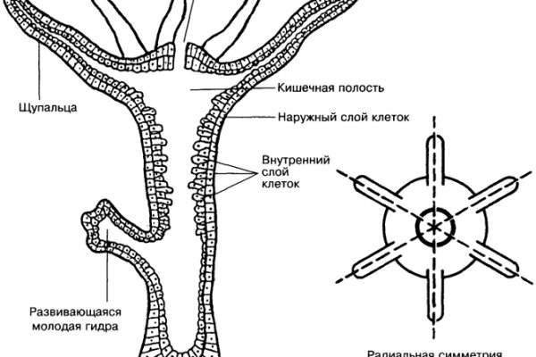 Ссылка на кракен официальный